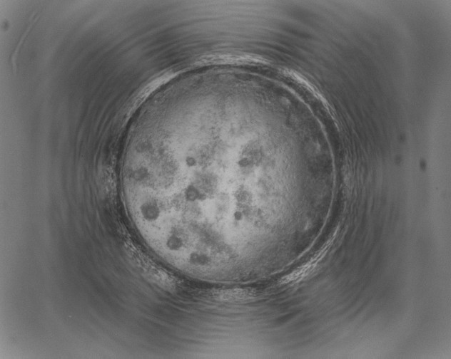 X0000067331025200604131655