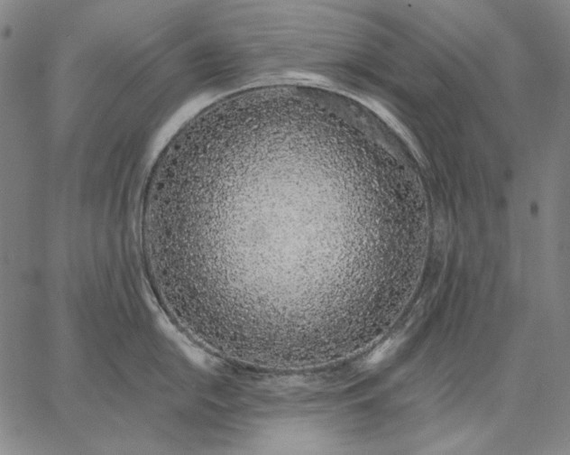 X0000067331054200604131656