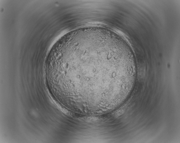 X0000067331235200604131652