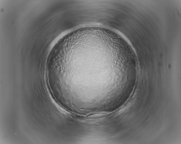 X0000067331245200604131653