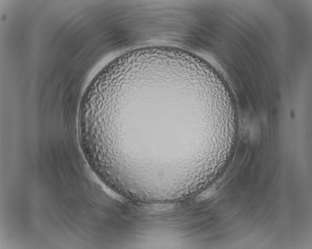 X0000067331294200604131651