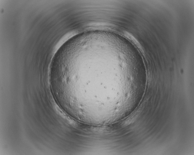 X0000067331386200604131650