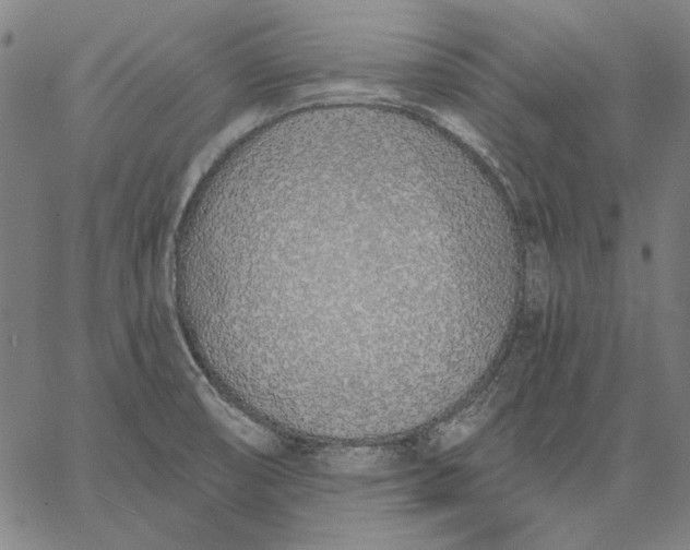 X0000067331474200604131648