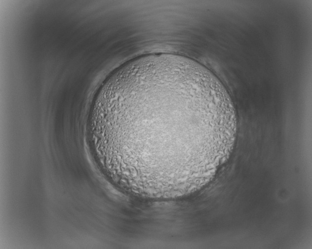 X0000067330145200604211918