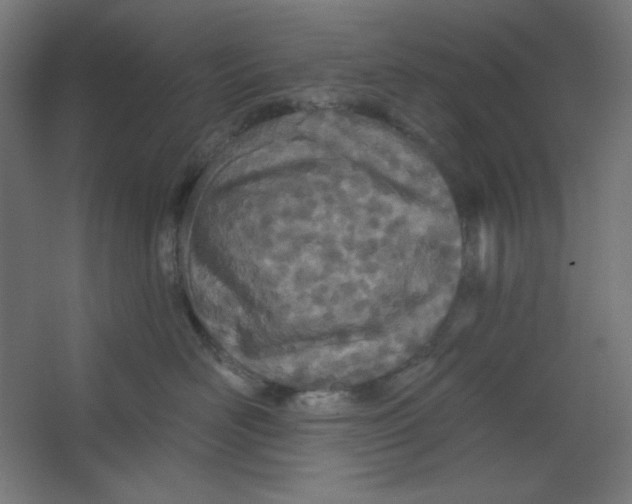 X0000067330526200604211913