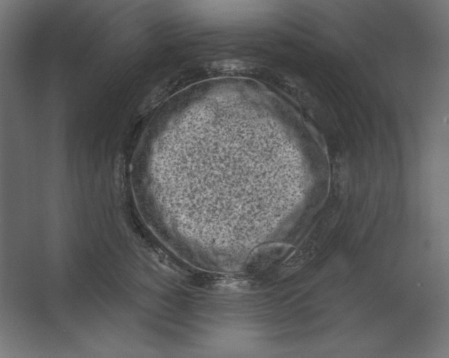 X0000067330760200604211909