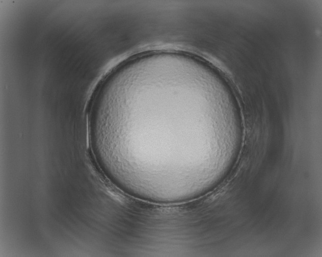 X0000067331223200604211901
