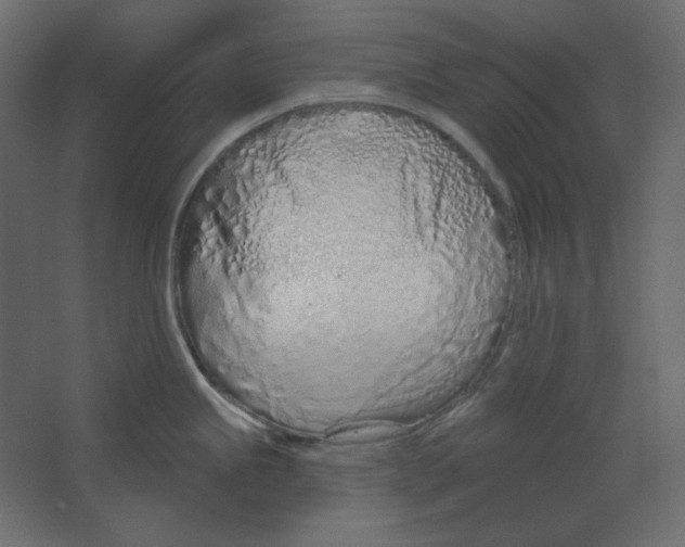 X0000067331245200604211901
