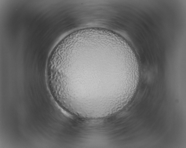 X0000067331294200604211900
