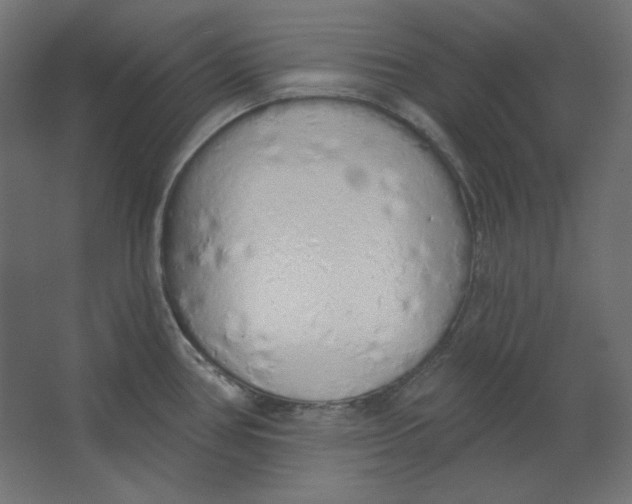 X0000067331386200604211858