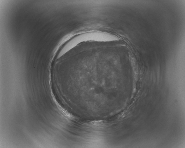 X0000067330054200604281429