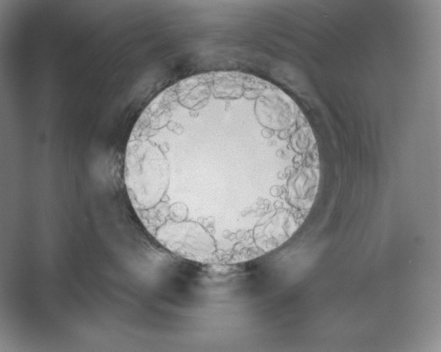 X0000067330672200604281420