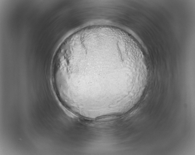 X0000067331245200604281411