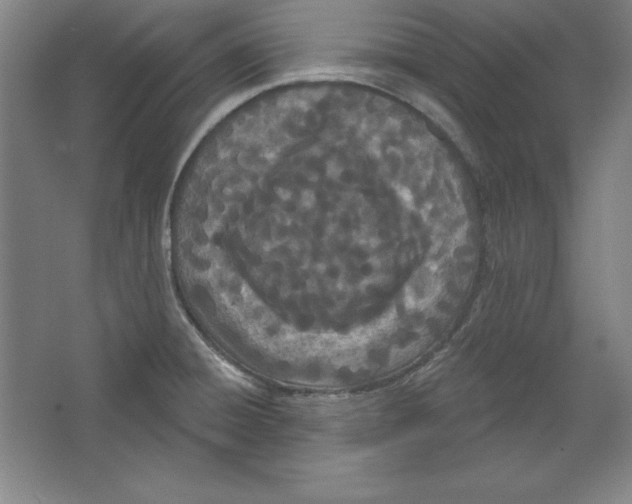 X0000067331428200604281407