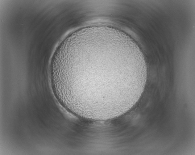 X0000067331478200604281406