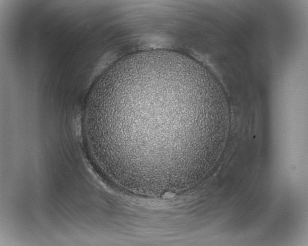 X0000067340010200603311138