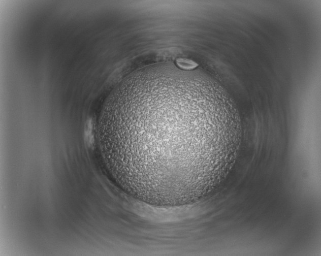 X0000067340038200603311137