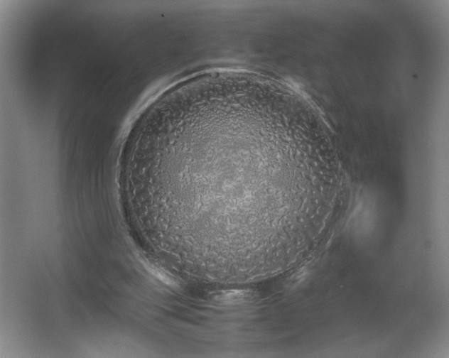 X0000067340151200603311135