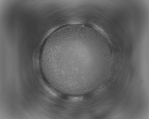 X0000067340155200603311135
