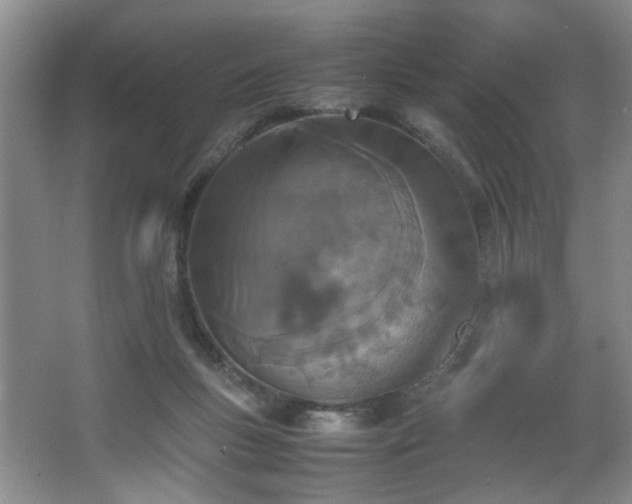 X0000067340167200603311135