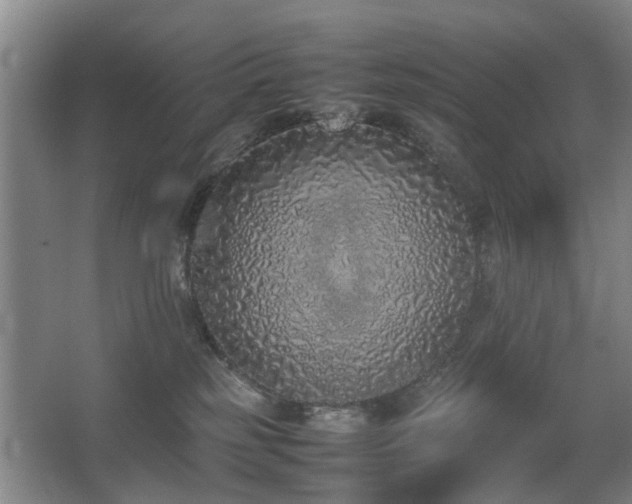X0000067340185200603311136