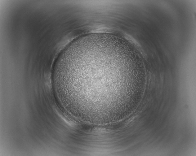 X0000067340298200603311133