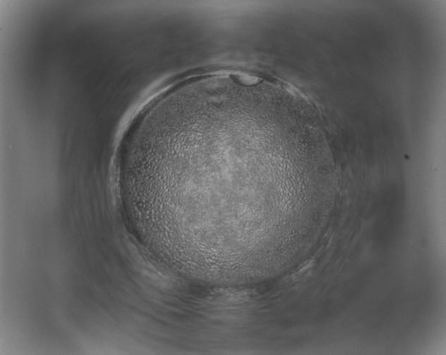 X0000067340343200603311132