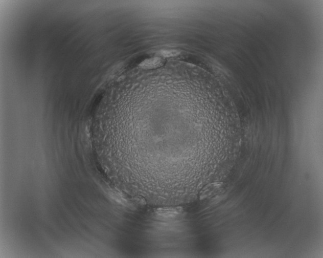 X0000067340373200603311132