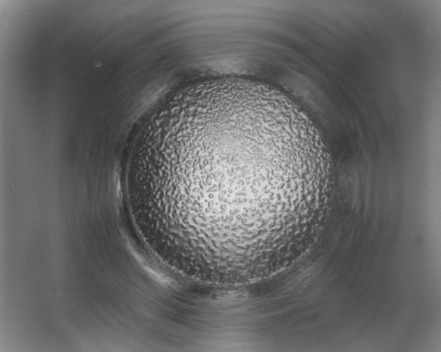 X0000067340398200603311131