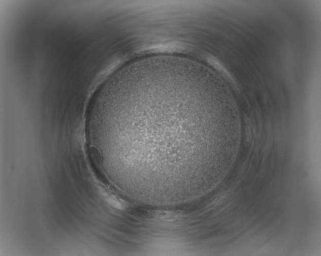 X0000067340486200603311130