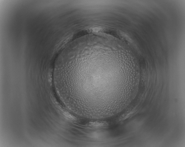 X0000067340545200603311129