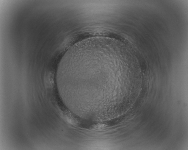 X0000067340695200603311126