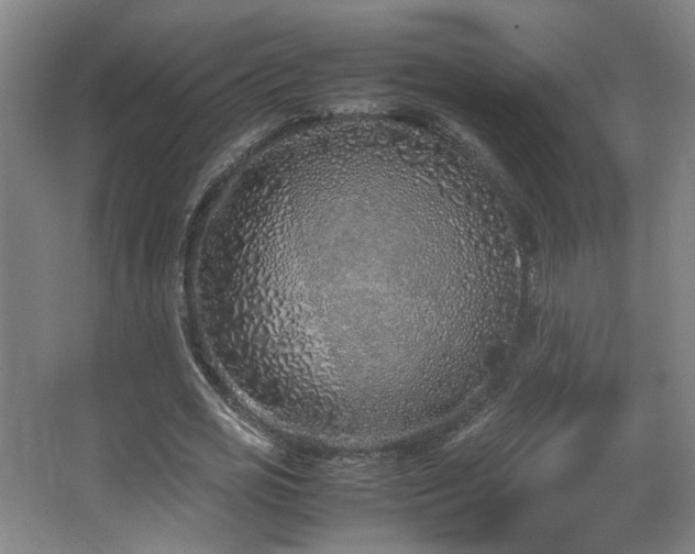 X0000067340725200603311125