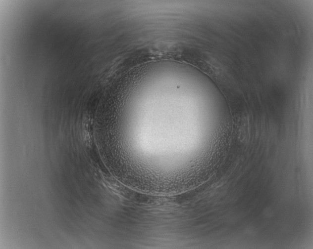 X0000067340770200603311125