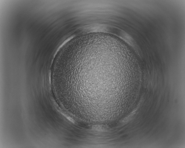 X0000067340790200603311125