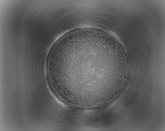 X0000067340839200603311124