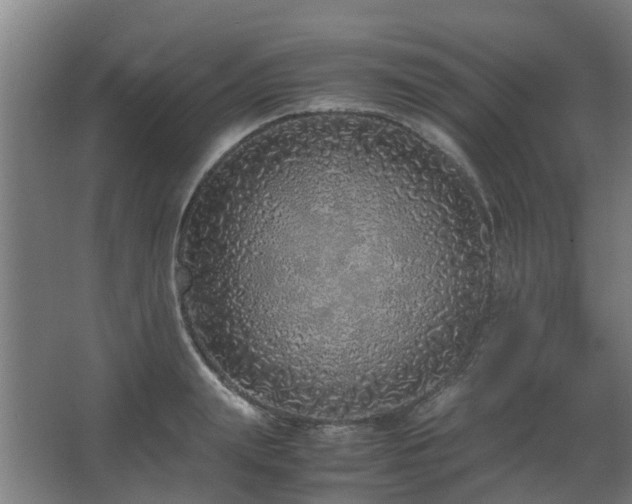 X0000067340847200603311124