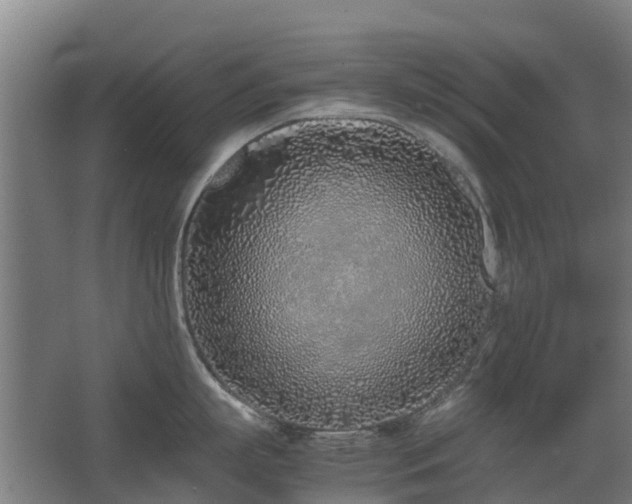 X0000067340863200603311124