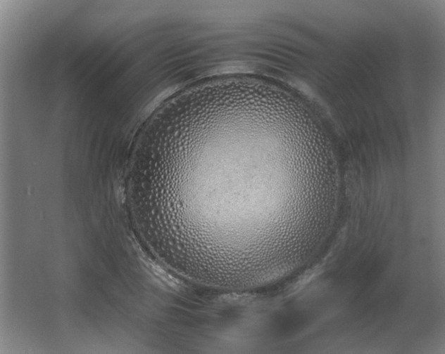 X0000067340929200603311122