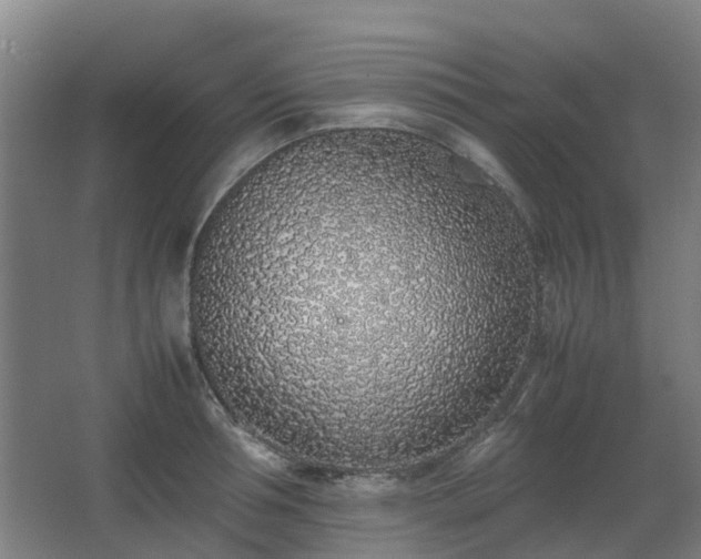 X0000067340994200603311121