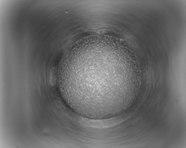 X0000067340030200604031011