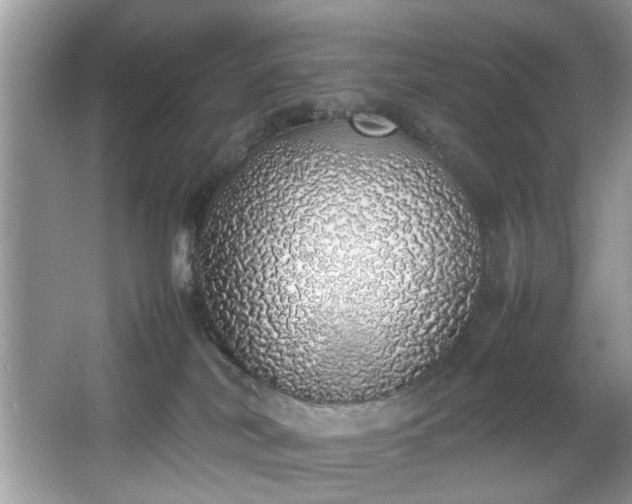 X0000067340038200604031011