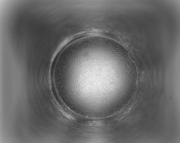 X0000067340102200604031009