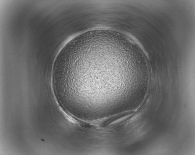X0000067341245200604030951