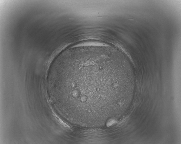 X0000067340721200604071350