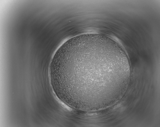 X0000067341243200604071343