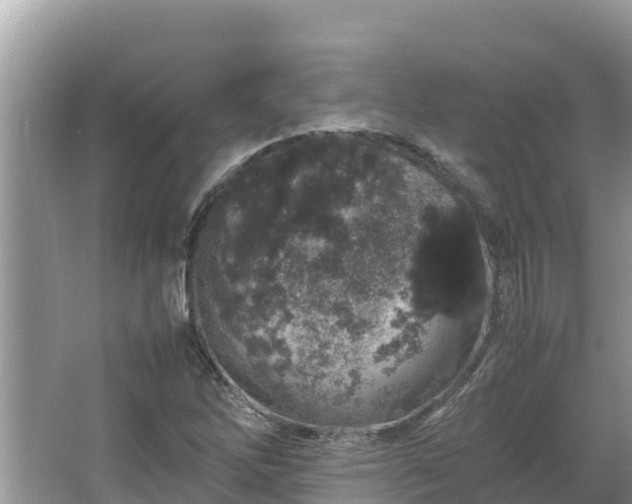 X0000067341262200604071342