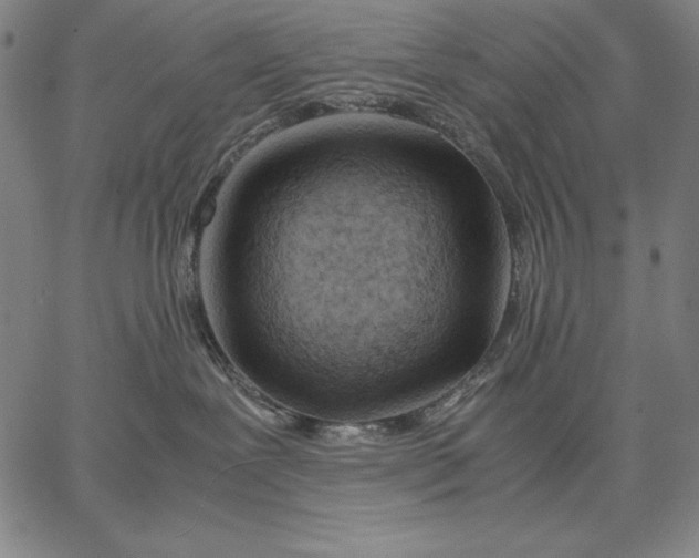 X0000067340239200604131733