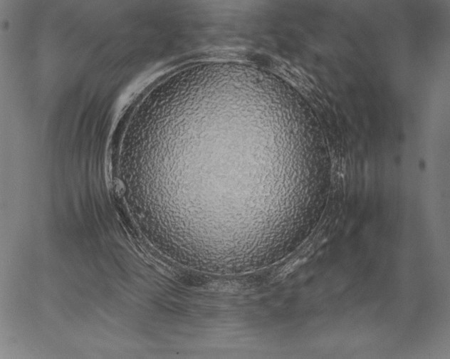 X0000067340294200604131732