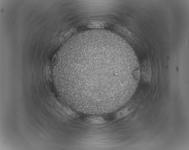 X0000067340322200604131732
